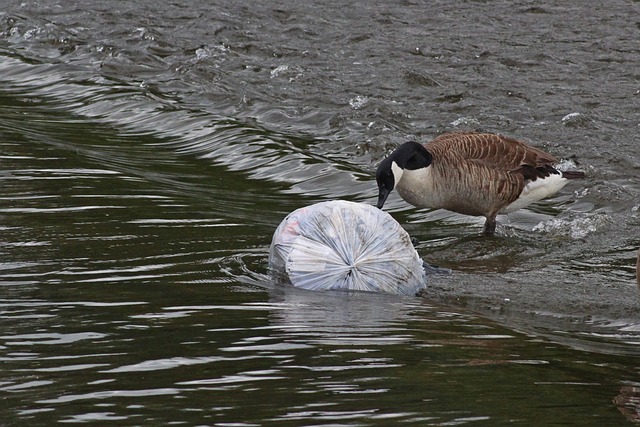 Pollution Plastic