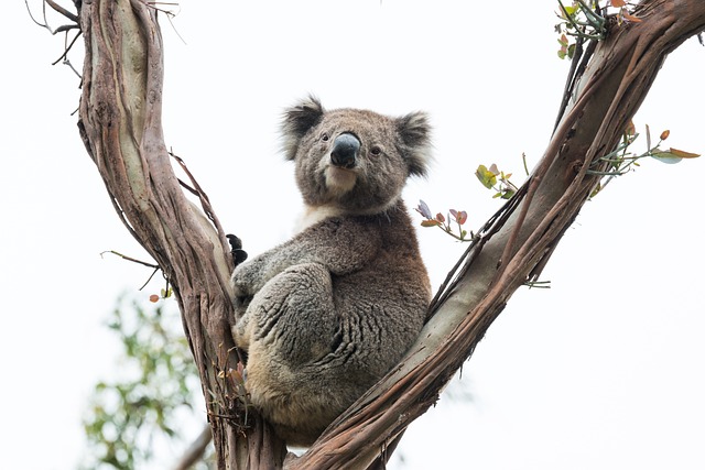 Are Koala Marsupials