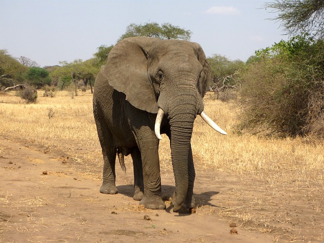 Elephants Documentary