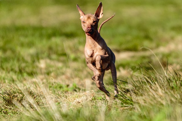 hairless dogs mexico