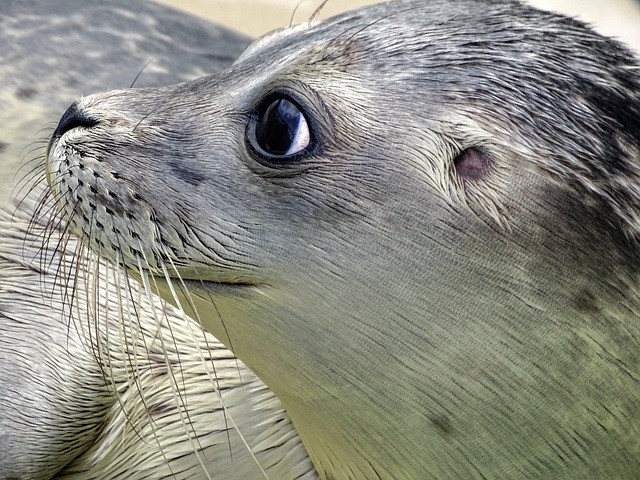 Seal Mammals